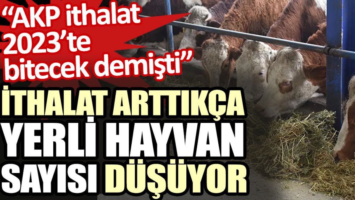 İthalat arttıkça yerli hayvan sayısı düşüyor: AKP ithalat 2023’te bitecek demişti