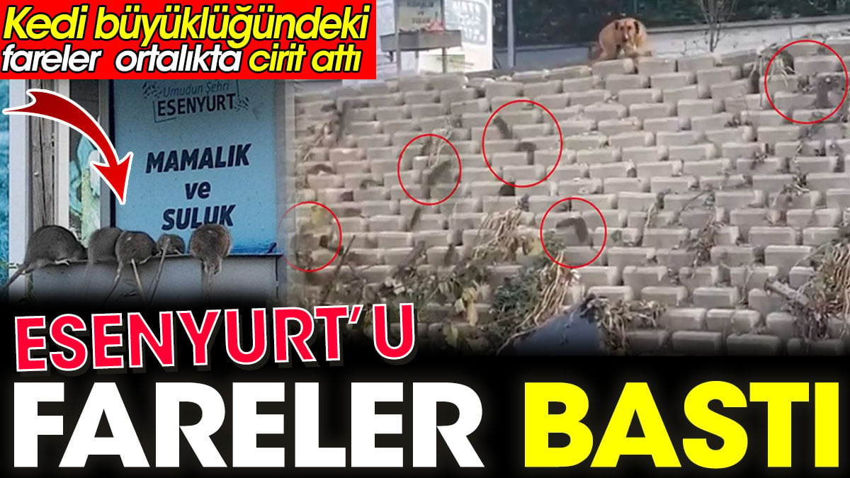 Esenyurt’u fareler bastı. Kedi büyüklüğündeki fareler ortalıkta cirit attı