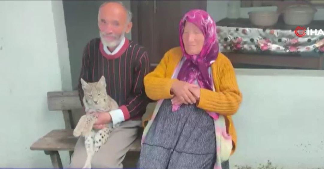 Ormandan kaçtı vatandaşın peşine takıldı. Kedi gibi bakıldı