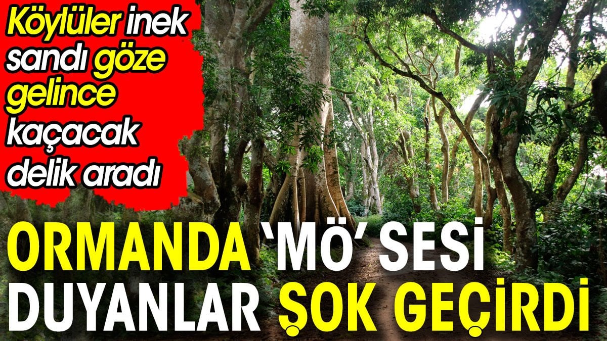 Ormanda ‘möö’ sesini duyanlar şok geçirdi! Köylüler inek sandı göz göze gelince kaçacak delik aradı