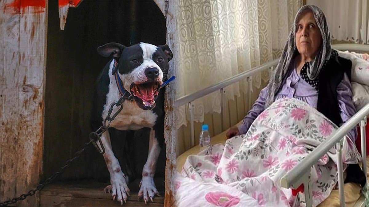 Saldırgan Pitbull'un sahiplerine dava! Yaşlı kadının bacağının kesilmişti…