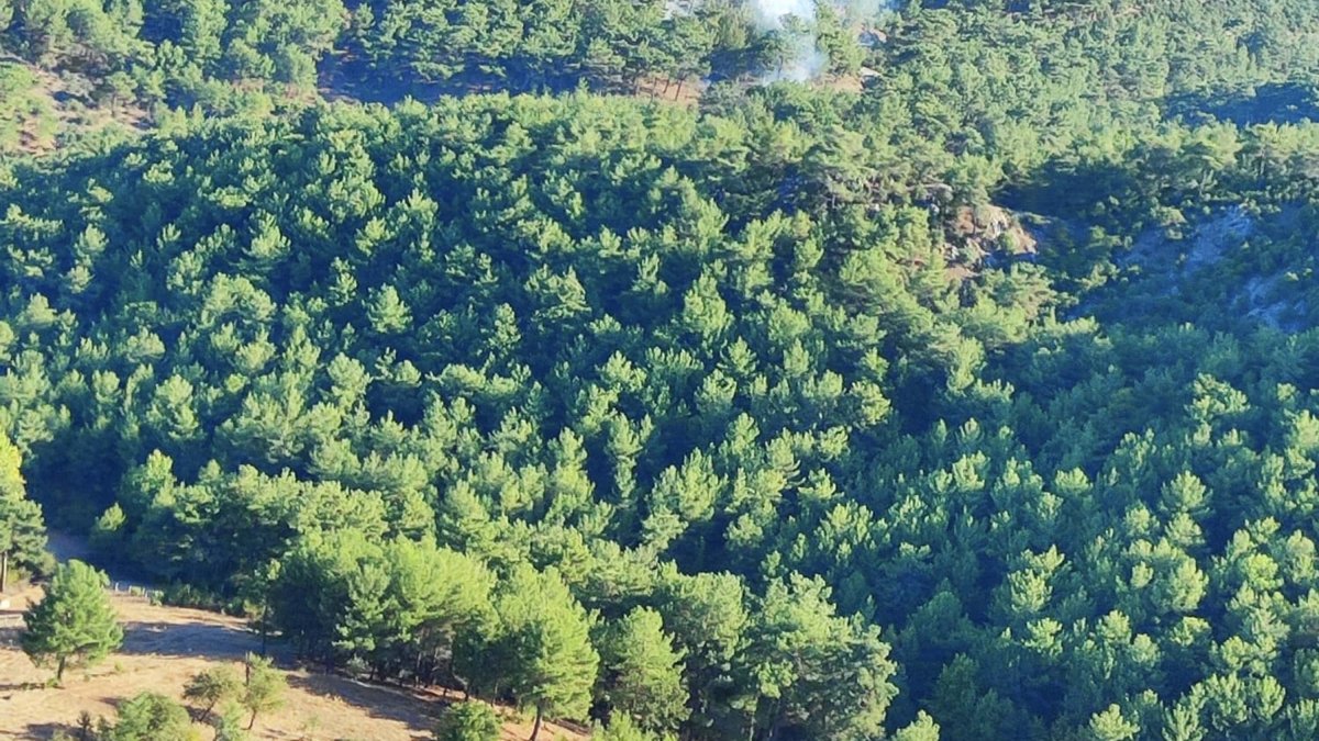 Çanakkale'de orman yangını