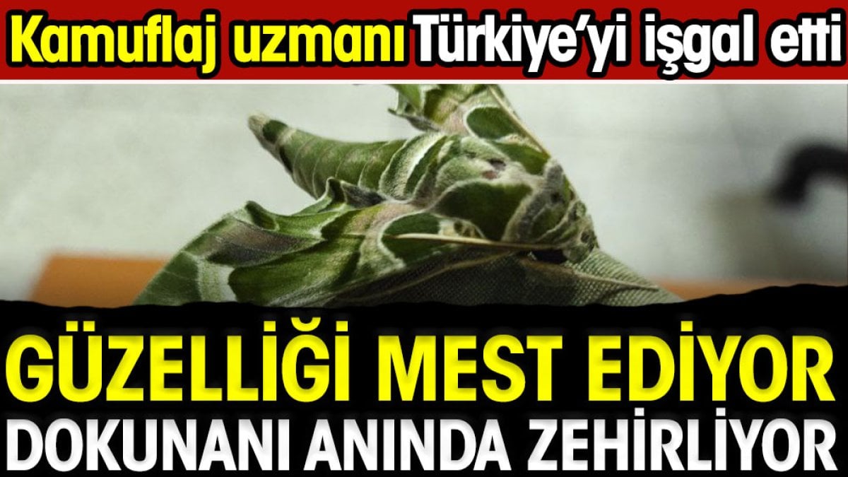 Güzelliği mest ediyor dokunanı anında zehirliyor. Kamuflaj uzmanı Türkiye'yi işgal etti