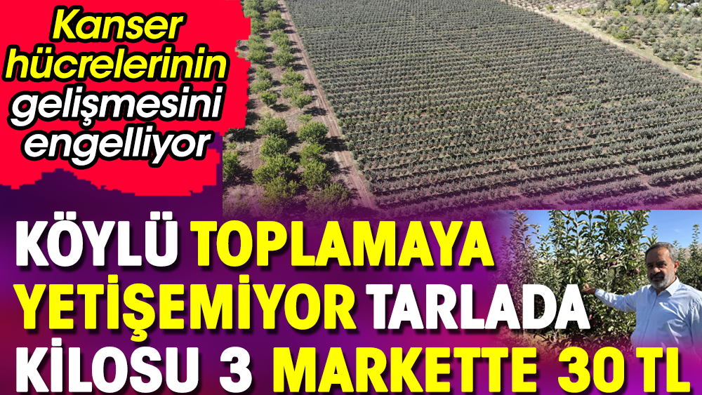 Köylü toplamaya yetişemiyor tarlada kilosu 3 markette 30 TL. Kanser hücrelerinin gelişmesini engelliyor