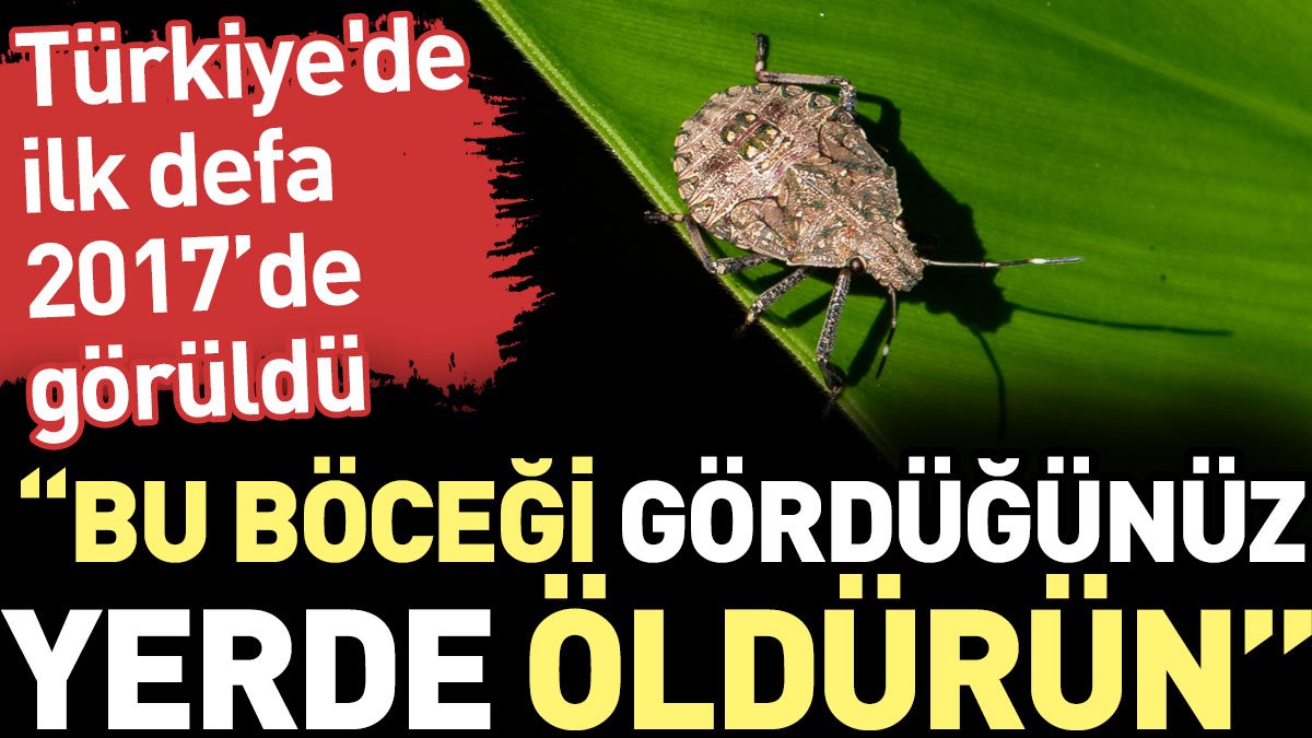 Türkiye'de ilk defa 2017'de görüldü: Bu böceği gördüğünüz yerde öldürün