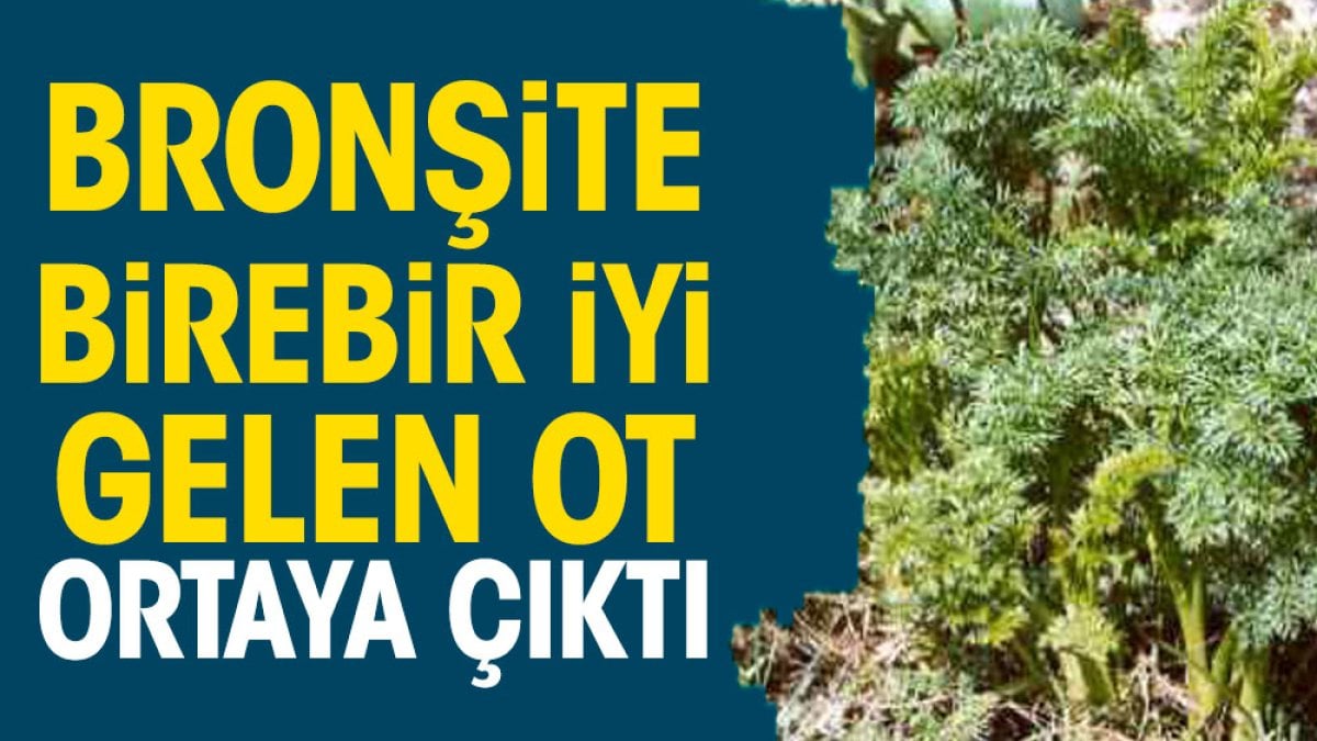 Bronşite birebir iyi gelen ot ortaya çıktı