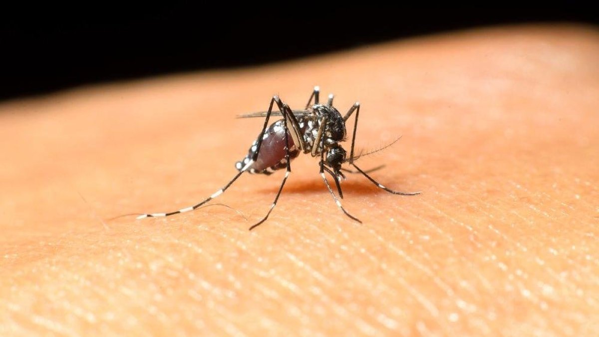 Yunanistan'da Batı Nil Virüsü alarmı. Ölü sayısı artıyor