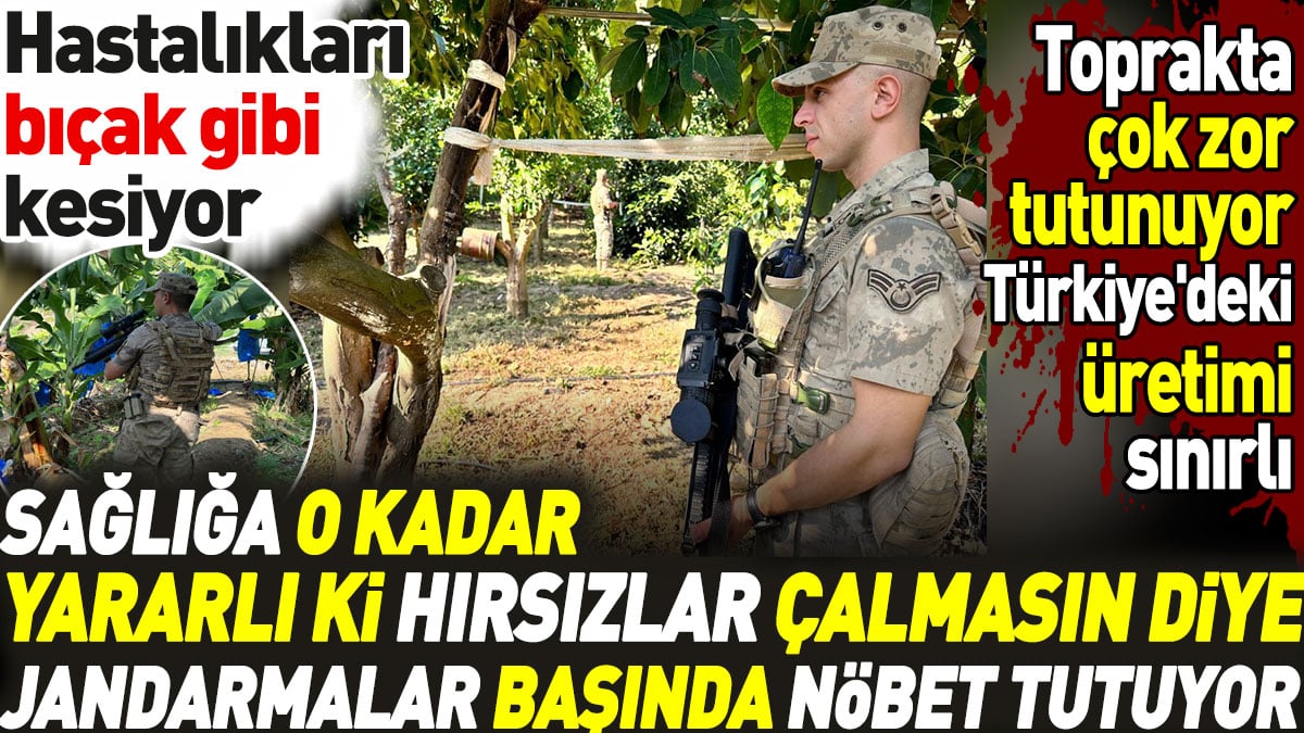 Sağlığa o kadar yararlı ki hırsızlar çalmasın diye Jandarmalar başında nöbet tutuyor. Hastalıkları bıçak gibi kesiyor