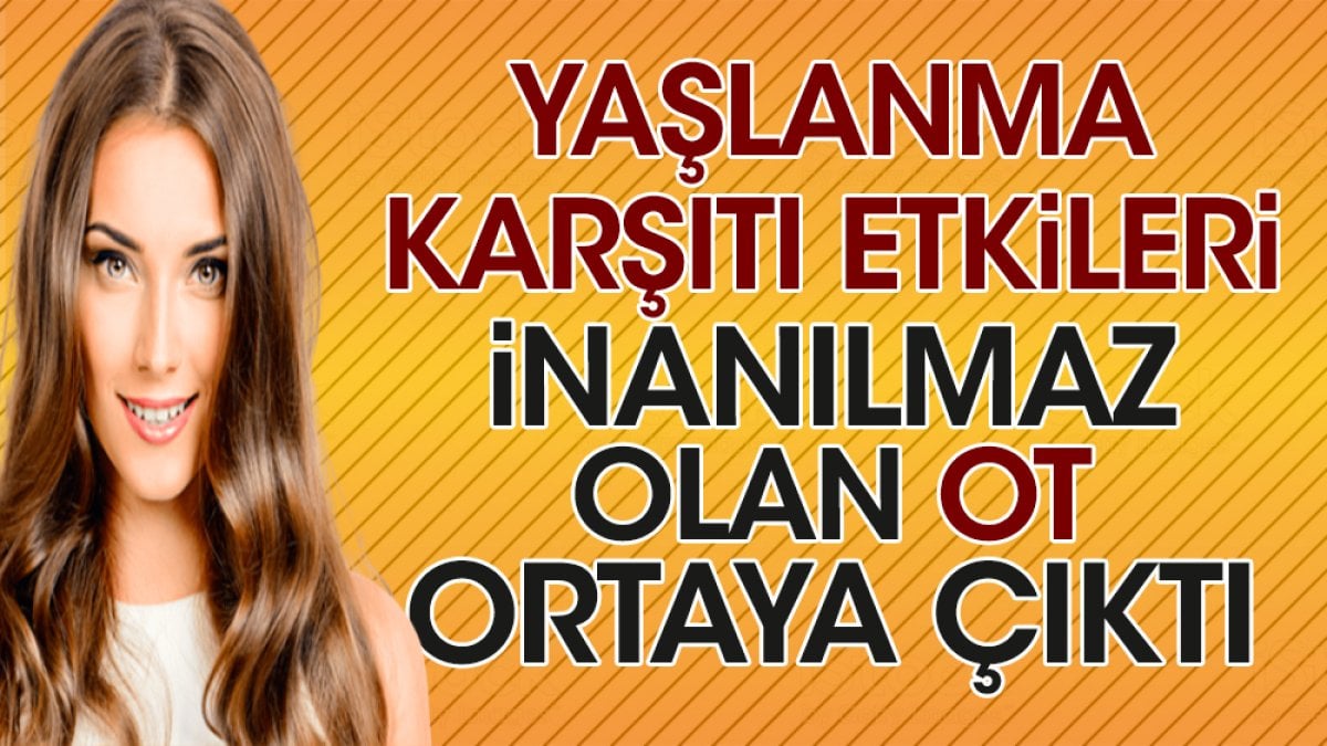 Yaşlanma karşıtı etkileri inanılmaz olan ot ortaya çıktı