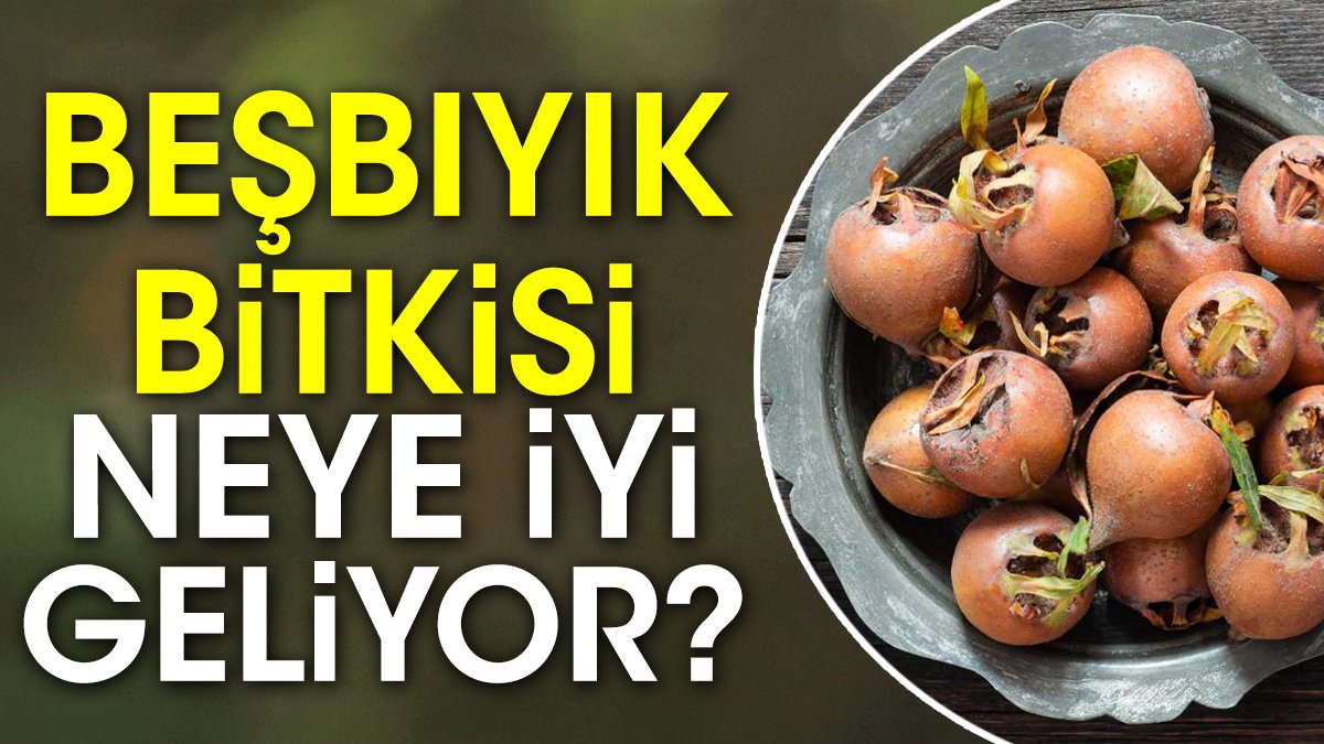 Beşbıyık bitkisi neye iyi geliyor?