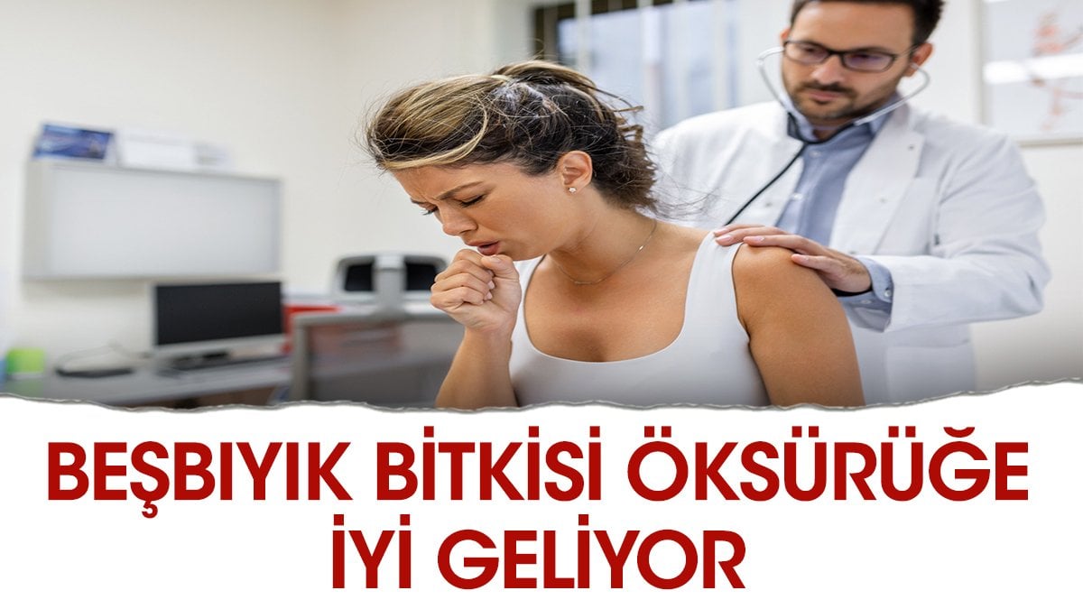 Öksürüğe iyi gelen ot