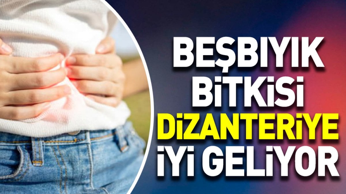 Dizanteriye iyi gelen bitki