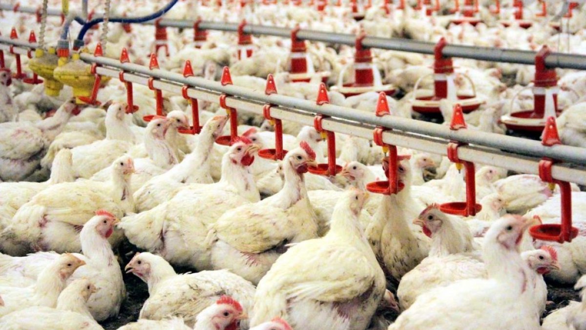 Tavuk eti üretimi büyük düşüş. Yüzde 5,9  geriledi