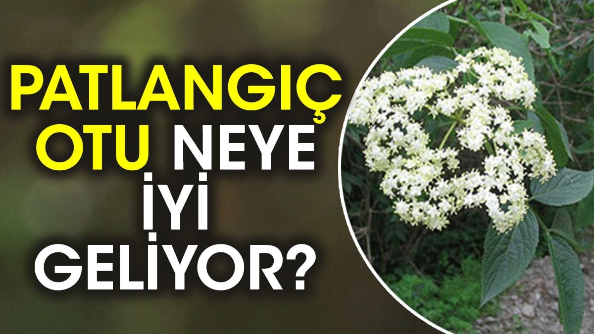 Patlangıç otu neye iyi geliyor?