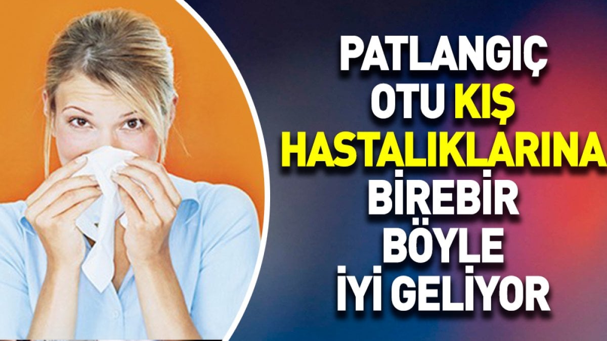 Kış hastalıklarına birebir iyi gelen ot