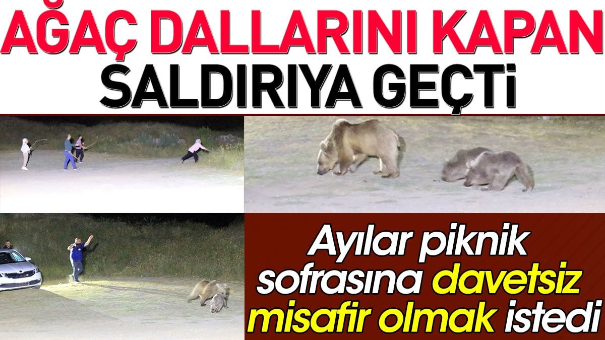 Ağaç dallarını kapan saldırıya geçti. Ayılar piknik sofrasına misafir olmak istedi