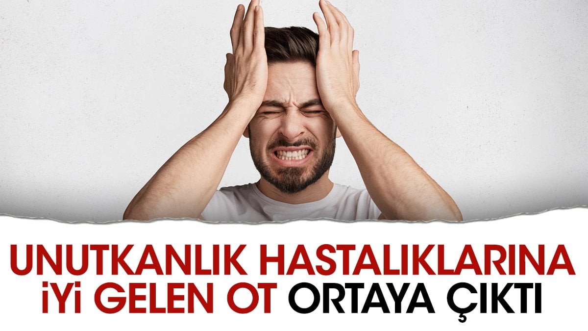 Unutkanlık hastalıklarına iyi gelen ot ortaya çıktı