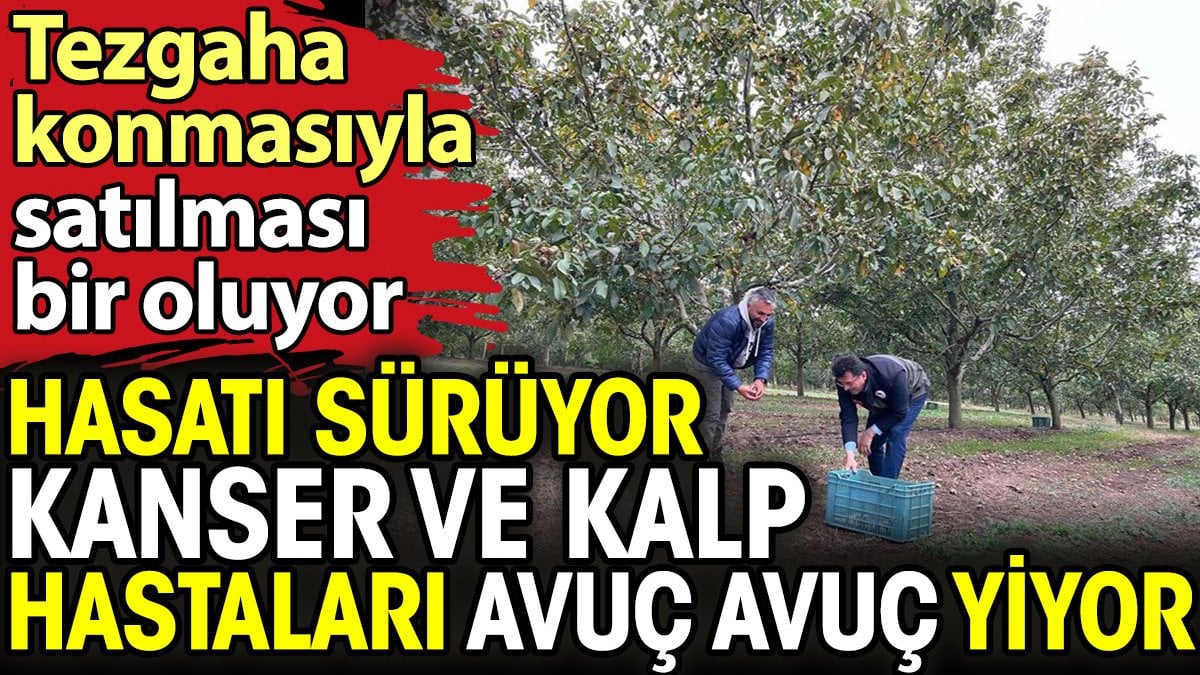 Hasadı başladı kanser ve kalp hastaları avuç avuç yiyor. Tezgaha konmasıyla satılması bir oluyor