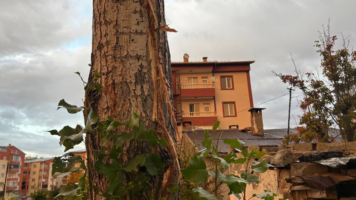 Sivas'ta ağaca yıldırım isabet edince korkudan bayıldı