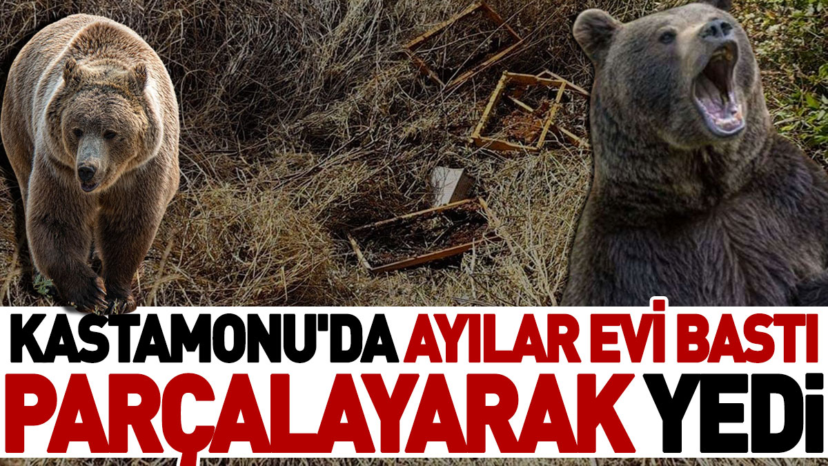 Kastamonu'da ayılar evi bastı parçalayarak yedi