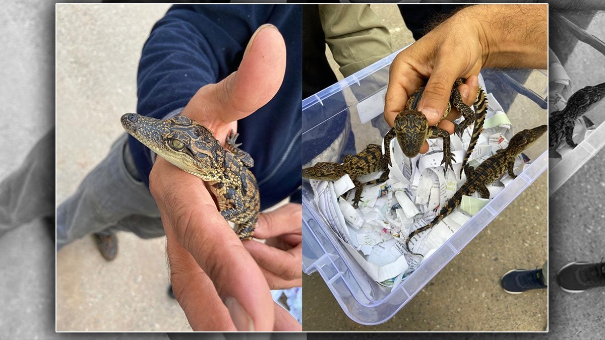 İstanbul'un göbeğinde evinde Nil timsahı besleyip ticaretini yapıyor