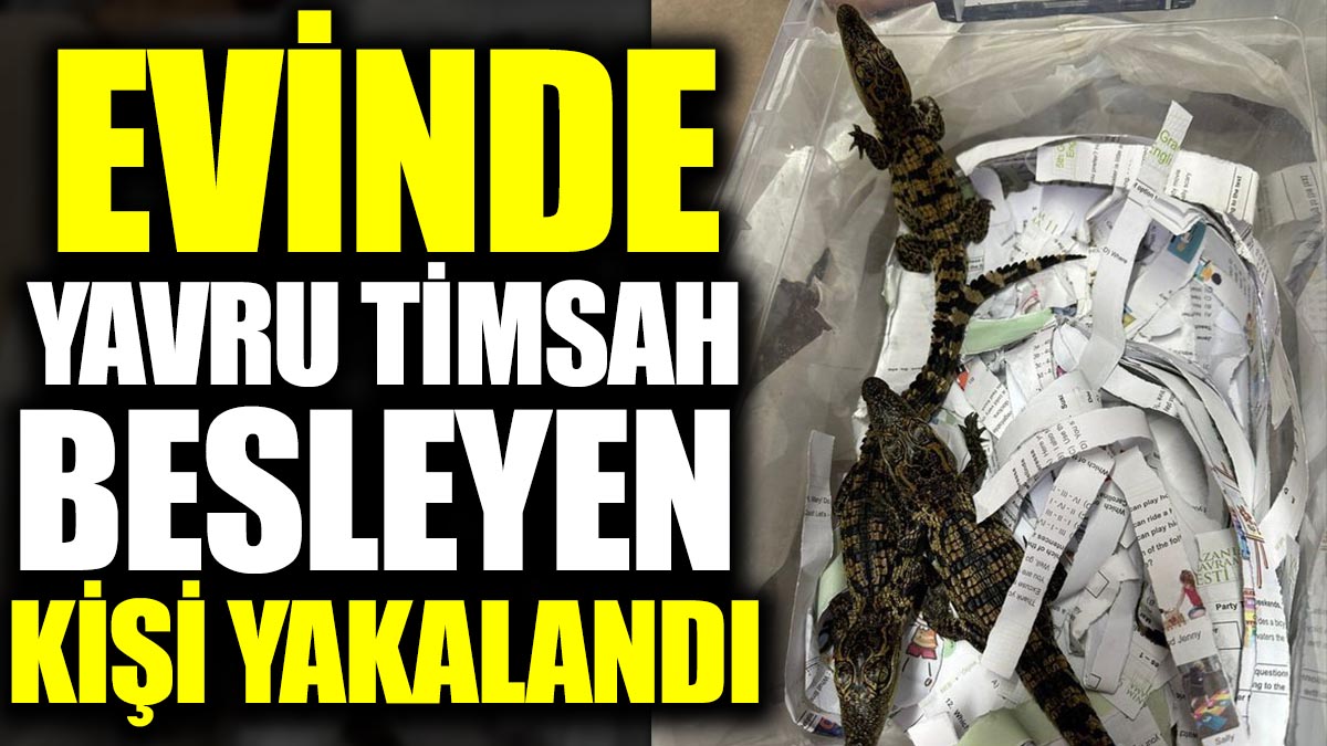 İstanbul'da evinde yavru timsah besleyen bir kişi yakalandı