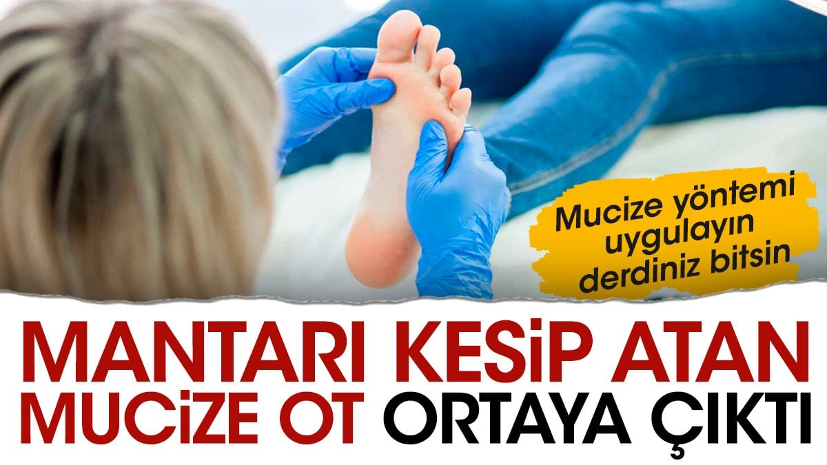 Mantarı kesip atan mucize ot ortaya çıktı. Mucize yöntemi uygulayın derdiniz bitsin