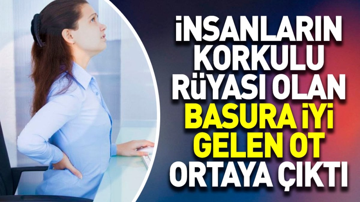 İnsanların korkulu rüyası olan basura iyi gelen ot ortaya çıktı