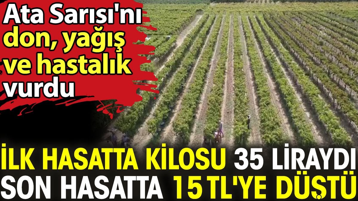 Ata Sarısı'nı don, yağış ve hastalık vurdu. İlk hasatta kilosu 35 liraydı, son hasatta 15 TL'ye düştü