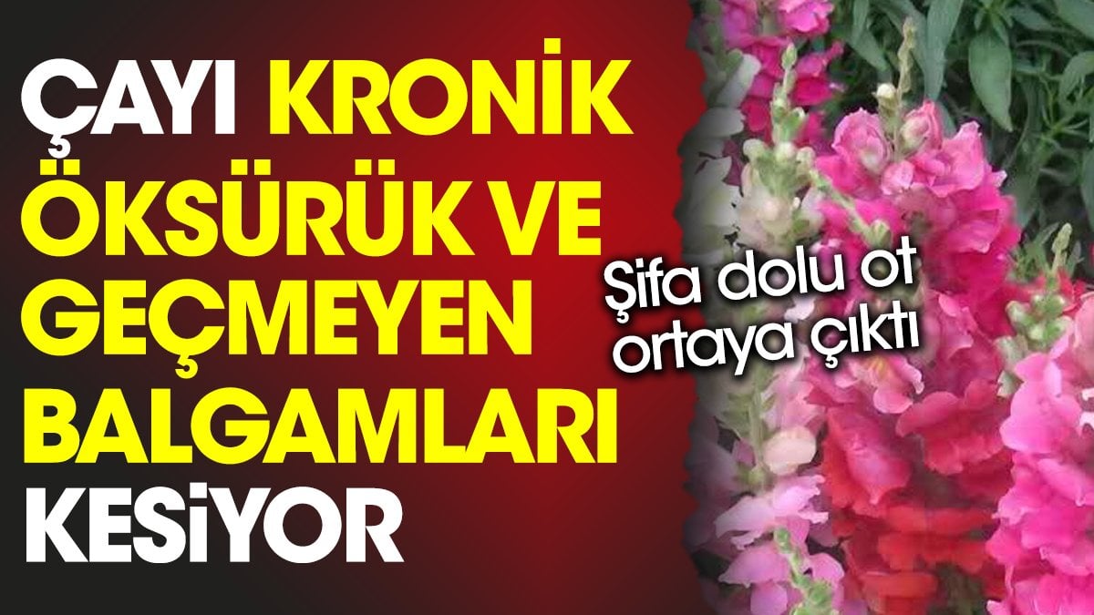 Çayı kronik öksürük ve geçmeyen balgamları kesiyor. Şifa dolu ot ortaya çıktı