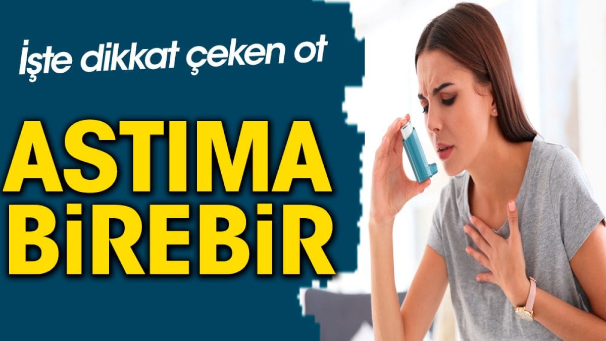 Astıma birebir. İşte dikkat çeken ot