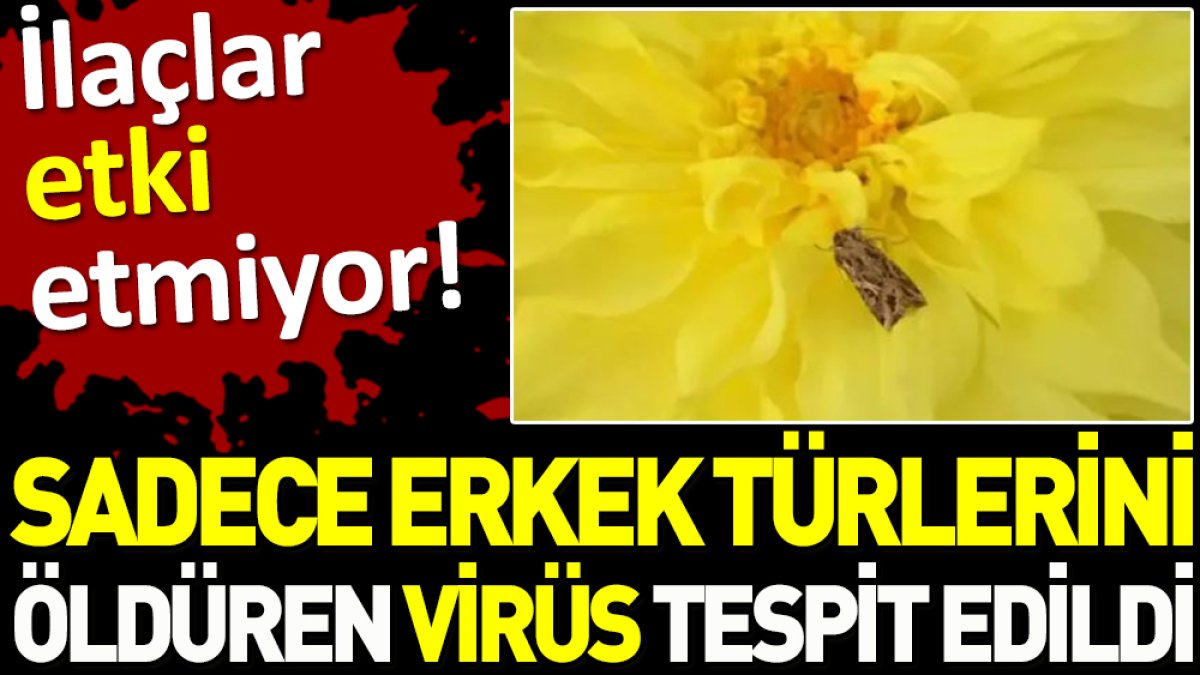 İlaçlar etki etmiyor, sadece erkek türlerini öldüren virüs tespit edildi