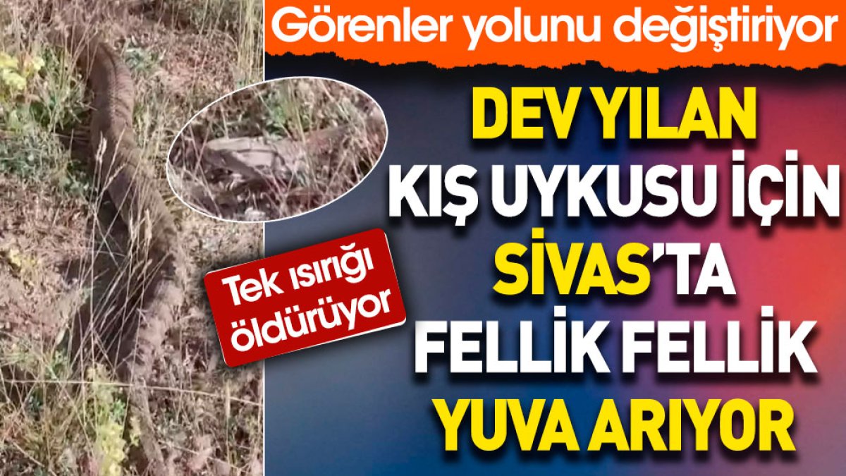 Dev yılan kış uykusu için Sivas'ta fellik fellik yuva arıyor. Tek ısırığı öldürüyor