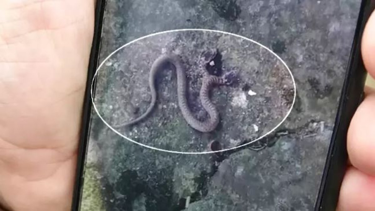 Trabzon’da çift başlı yılan görüntülendi