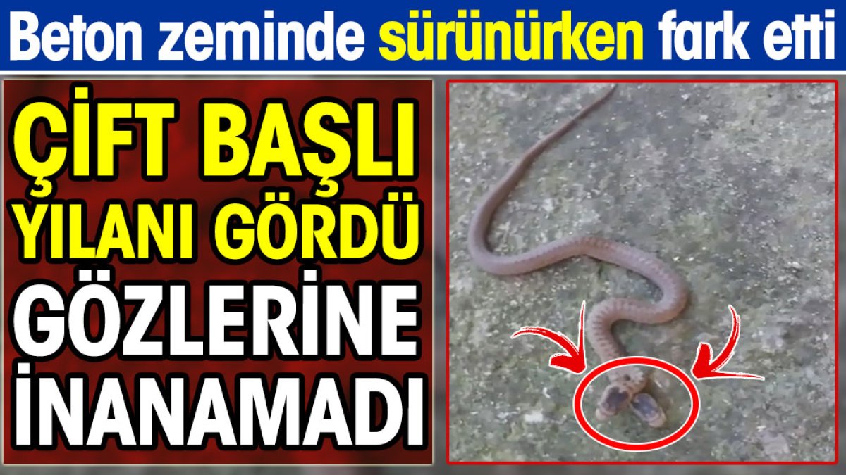 Çift başlı yılanı gördü gözlerine inanamadı. Beton zeminde sürünürken fark etti