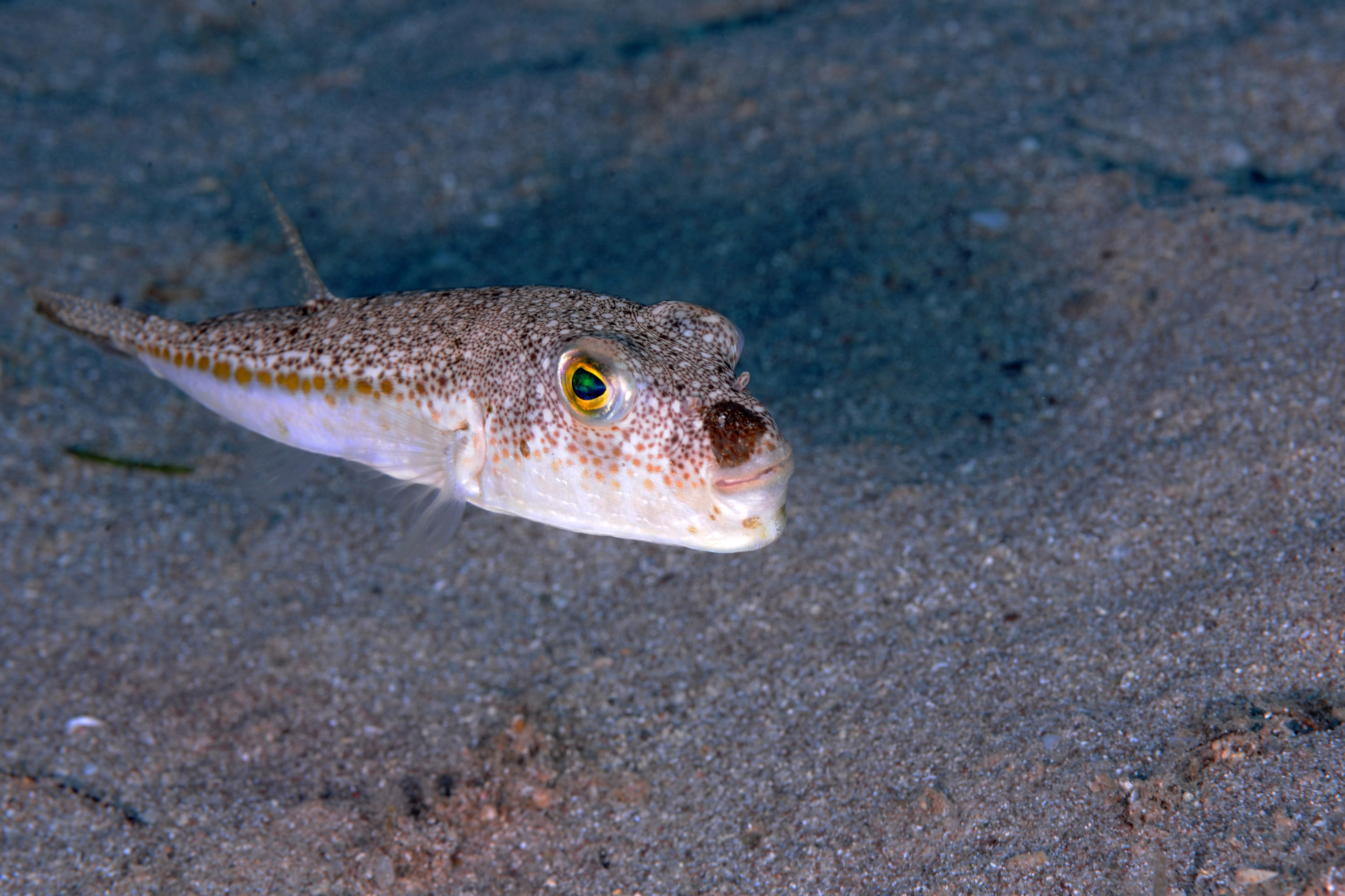 Lagocephalus scelaratus. Lagocephalus sceleratus рыба. Lagocephalus sceleratus. Lagocephalus.