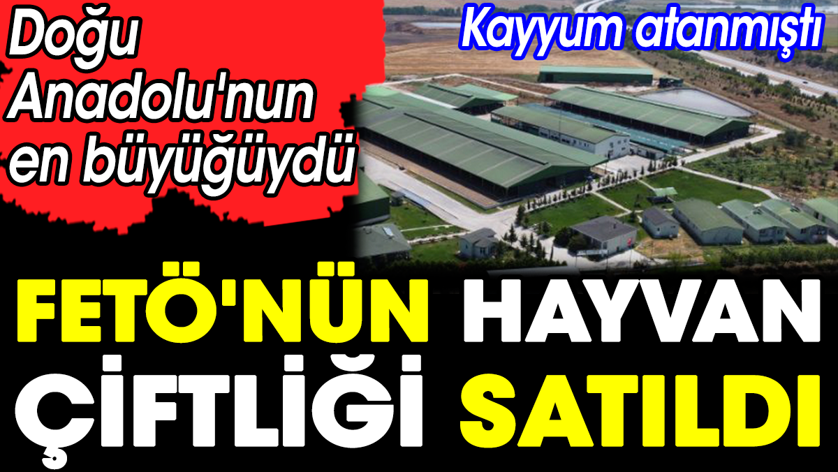 Doğu Anadolu'nun en büyüğüydü. FETÖ'nün dev hayvan çiftliği satıldı. Kayyum atanmıştı