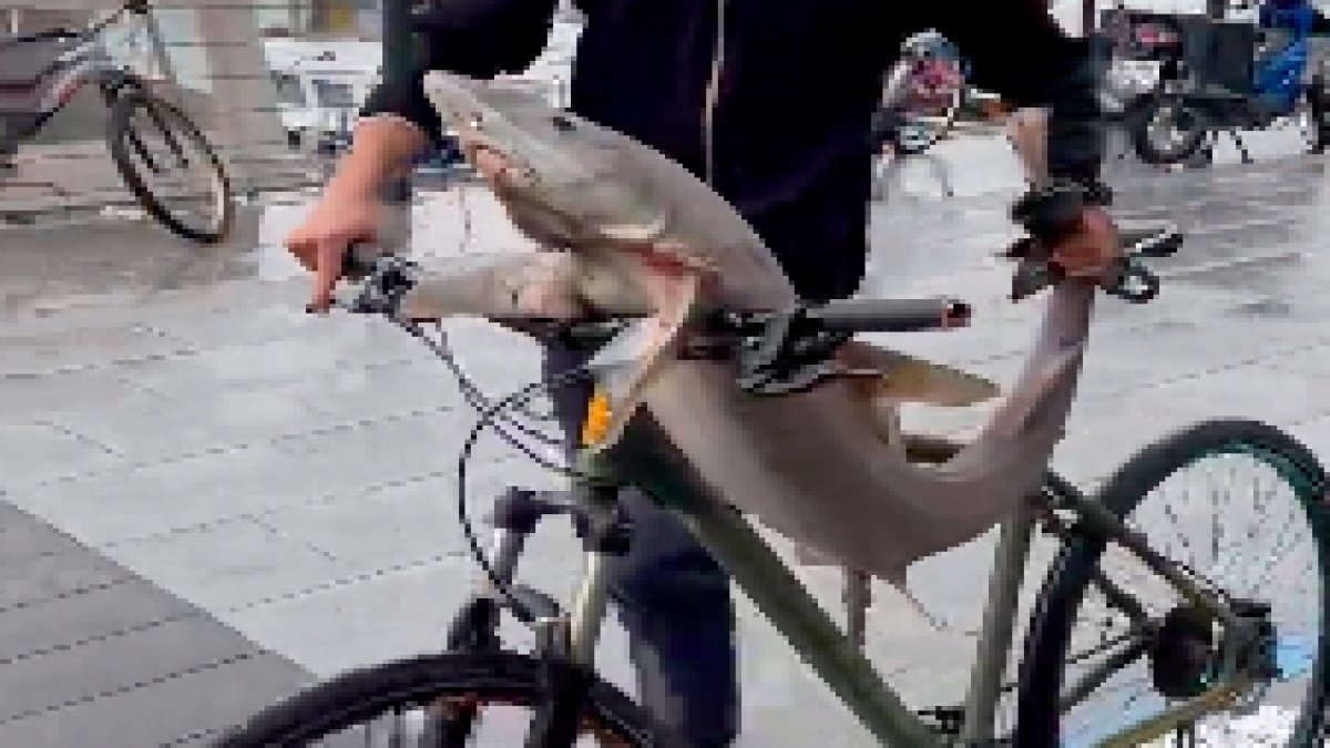 Çanakkale'de ölü köpekbalığını bisiklete bindirdiler