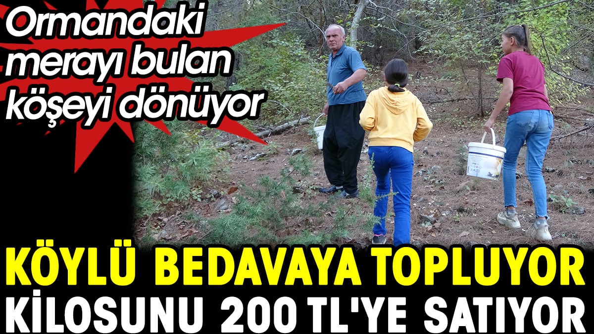 Köylü bedava topluyor kilosunu 200 TL'ye satıyor. Ormandaki merayı bulan köşeyi dönüyor