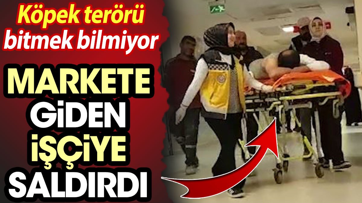 Köpek terörü bitmiyor! Markete giden işçiye köpek saldırdı...