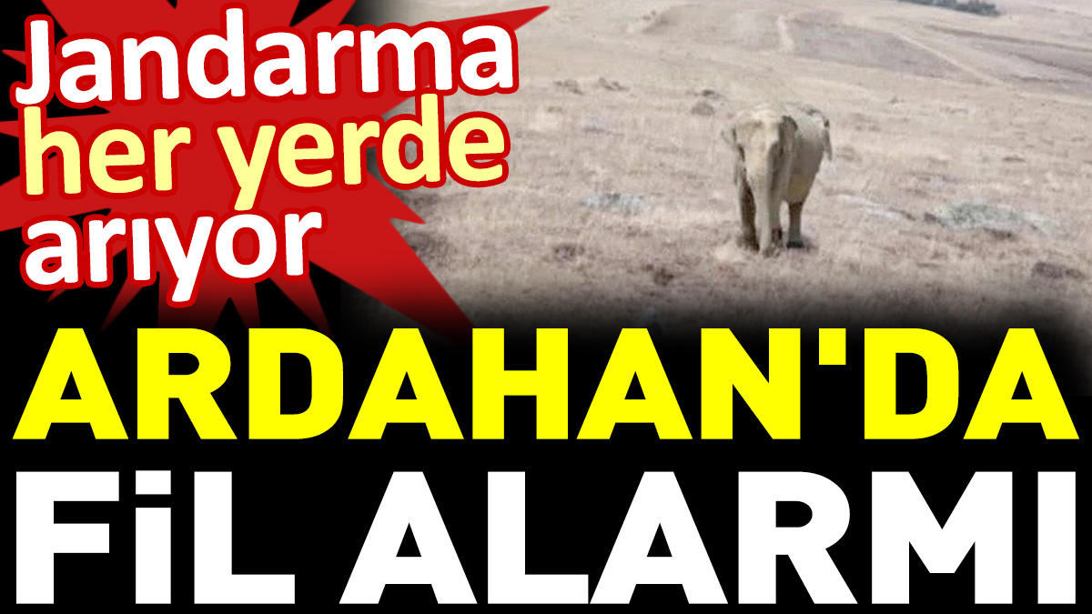 Ardahan'da fil alarmı: Jandarma her yerde arıyor