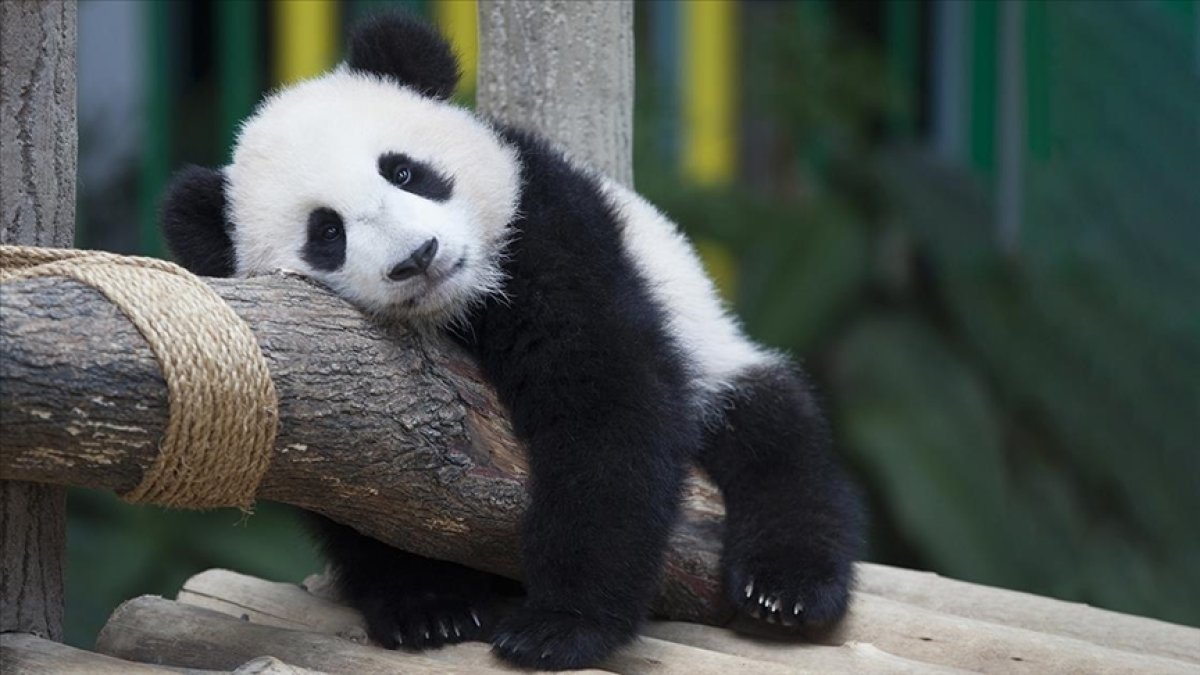 Çin ABD'ye dostluk elçisi olarak pandalar yollayacak