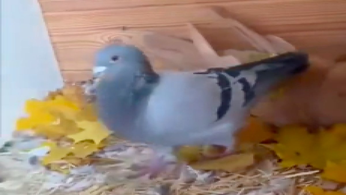Bir güvercinin başka bir kuşa topladığı yaprakları götürdüğü videoyla kalpleri ısıttı