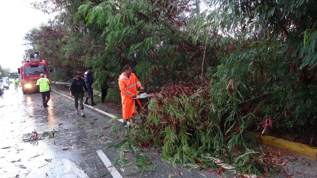 Antalya'da fırtına ağaçları devirdi karayolunda trafik aksadı