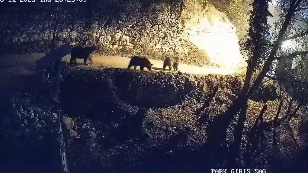 Aç kalan kurtlar ve ayılar köye indi