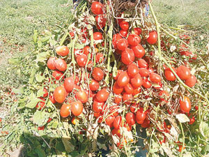 Türkiye’ye özgü  “sanayilik domates”