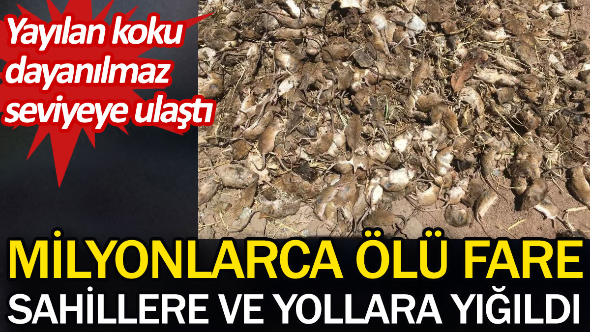 Milyonlarca ölü fare sahillere ve yollara yığıldı. Yayılan koku dayanılmaz seviyeye ulaştı