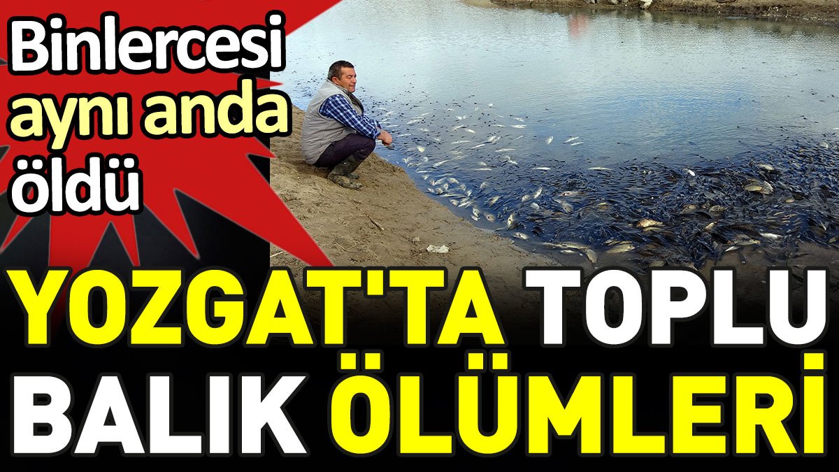 Yozgat'ta toplu balık ölümleri. Binlercesi aynı anda öldü