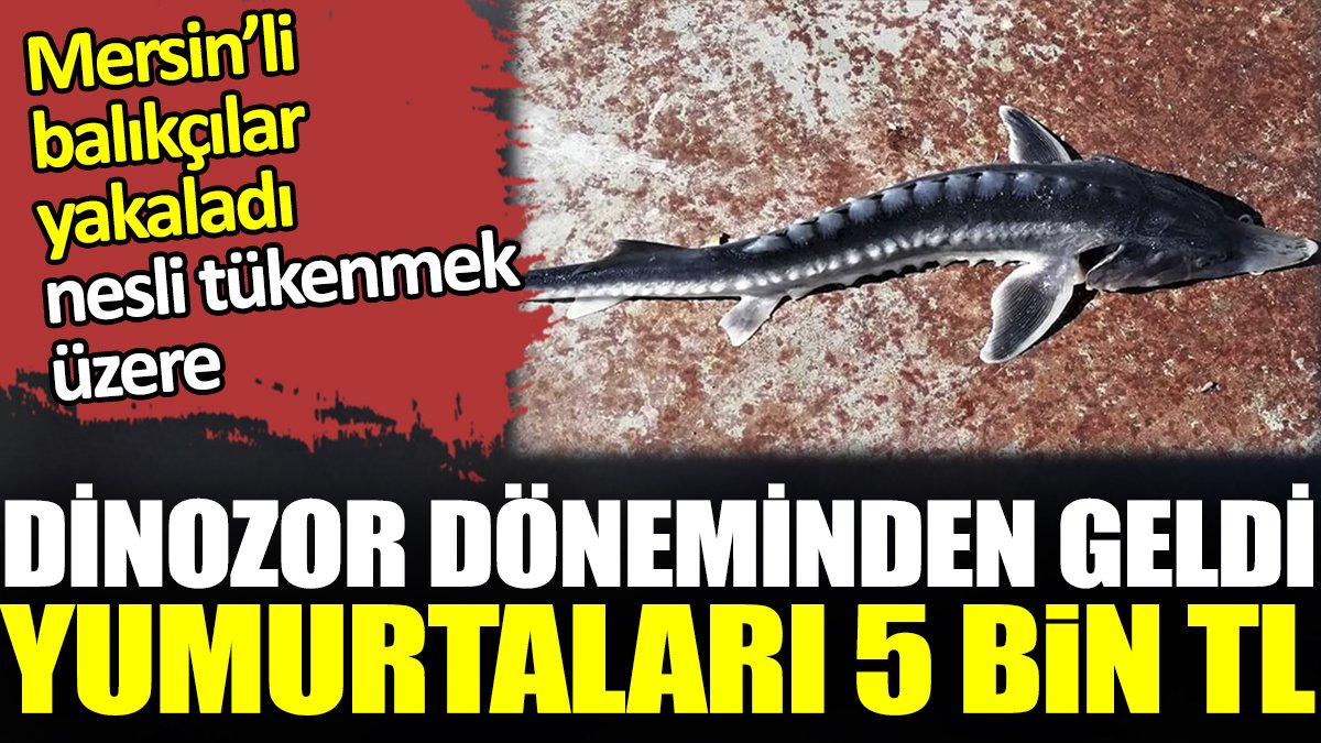 Dinozor döneminden olan balığın yumurtası 5 bin TL