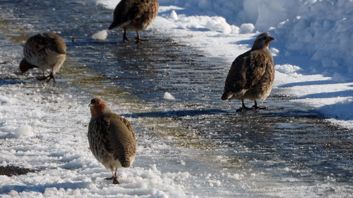 Çil keklikler karda yiyecek ararken görüntülendi